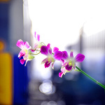 Ref : C321<p class='text'>Gare de Hua Lampong, Bangkok, Thaïlande<p align='right'><a href='achat2012fr.php?ref=C321'>[ Commander un tirage</a><img src='images/cart.png' align='absmiddle'><a href='achat2012eng.php?ref=C321'>Order a print ]</a>