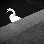 Ref : n567 - Leica M8 - Summicron 35mm - 24 Mai 2012<p class='text'>Canal, Amsterdam, Hollande<p align='right'><a href='achat2012fr.php?ref=N567'>[ Commander un tirage</a><img src='images/cart.png' align='absmiddle'><a href='achat2012eng.php?ref=N567'>Order a print ]</a>