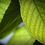 Ref : C266 - Nikon D70 - Nikkor 18-70mm<p class='text'>Nature à la Réunion<p align='right'><a href='achat2012fr.php?ref=C266'>[ Commander un tirage</a><img src='images/cart.png' align='absmiddle'><a href='achat2012eng.php?ref=C266'>Order a print ]</a>