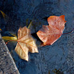 Ref : C134 - Nikon D70 - Nikkor 18-70mm<p class='text'>Feuilles dans un caniveau, Londres, Angleterre<p align='right'><a href='achat2012fr.php?ref=C134'>[ Commander un tirage</a><img src='images/cart.png' align='absmiddle'><a href='achat2012eng.php?ref=C134'>Order a print ]</a>