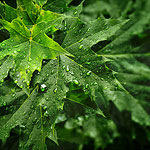 Ref : C346 - Nikon D300 - Nikkor 18-200mm<p class='text'>Arbre après la pluie, Bagneux<p align='right'><a href='achat2012fr_colibris.php?ref=c346'>[ Commander un tirage</a><img src='images/cart.png' align='absmiddle'><a href='achat2012eng.php?ref=c346'>Order a print ]</a><div align='right' Style='position: relative; top: -80px; right: 0px;'><a href='http://www.colibris-lemouvement.org' target='_blank'><img src='thumbs/colibris_100.png'></a></div>