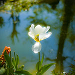 Ref : C542 - Leica M8 - Summicron 35mm asph<p class='text'>Fleur au jardin de ma maman. Paris<p align='right'><a href='achat2012fr.php?ref=C542'>[ Commander un tirage</a><img src='images/cart.png' align='absmiddle'><a href='achat2012eng.php?ref=C542'>Order a print ]</a>