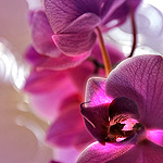 Ref : C388 - Nikon D300 - Nikkor 18-200mm<p class='text'>Orchidées, Londres, Angleterre<p align='right'><a href='achat2012fr.php?ref=C388'>[ Commander un tirage</a><img src='images/cart.png' align='absmiddle'><a href='achat2012eng.php?ref=C388'>Order a print ]</a>