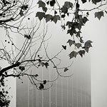 Ref : n532 - Nikon D7000 - Nikkor 18-200mm - 24 Novembre 2011<p class='text'>Tour Montparnasse, Paris.<p align='right'><a href='achat2012fr.php?ref=N532'>[ Commander un tirage</a><img src='images/cart.png' align='absmiddle'><a href='achat2012eng.php?ref=N532'>Order a print ]</a>