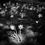 Ref : n397 - Leica M8 - Summicron 35mm asph<p class='text'>Parc Montsouris, Paris<p align='right'><a href='achat2012fr.php?ref=N397'>[ Commander un tirage</a><img src='images/cart.png' align='absmiddle'><a href='achat2012eng.php?ref=N397'>Order a print ]</a>