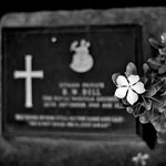 Ref : n571 - Leica M8 - Summicron 35mm - 24 juin 2012<p class='text'>Une fleur sur une tombe. Soldat mort aux travaux forces de la ligne de chemin de fer japonaise vers la Birmanie en 1943. War cemetery, Kanchanaburi, Thailande<p align='right'><a href='achat2012fr.php?ref=N571'>[ Commander un tirage</a><img src='images/cart.png' align='absmiddle'><a href='achat2012eng.php?ref=N571'>Order a print ]</a>