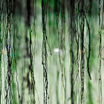 Ref : C432 - Nikon D300 - Nikkor 18-200mm<p class='text'>Sous un arbre en Thaïlande<p align='right'><a href='achat2012fr.php?ref=C432'>[ Commander un tirage</a><img src='images/cart.png' align='absmiddle'><a href='achat2012eng.php?ref=C432'>Order a print ]</a>