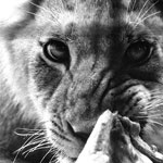 Ref : n55 - Nikon F2 - Nikkor 80-200mm<p class='text'>Repas au zoo de Bâle, Suisse<p align='right'><a href='achat2012fr.php?ref=N55'>[ Commander un tirage</a><img src='images/cart.png' align='absmiddle'><a href='achat2012eng.php?ref=N55'>Order a print ]</a>