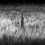 Ref : n20 - Nikon D70 - Nikkor 18-70mm<p class='text'>Mon saxophone. Provence 2004.<p align='right'><a href='achat2012fr.php?ref=N20'>[ Commander un tirage</a><img src='images/cart.png' align='absmiddle'><a href='achat2012eng.php?ref=N20'>Order a print ]</a>