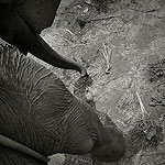 Ref : n324 - Nikon D300 - Nikkor 18-200mm<p class='text'>Sur un éléphant, Thaïlande<p align='right'><a href='achat2012fr.php?ref=N324'>[ Commander un tirage</a><img src='images/cart.png' align='absmiddle'><a href='achat2012eng.php?ref=N324'>Order a print ]</a>