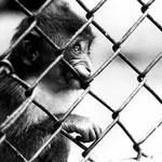 Ref :  n56 - Nikon F2 - Nikkor 80-200mm<p class='text'>En cage<p align='right'><a href='achat2012fr.php?ref=N56'>[ Commander un tirage</a><img src='images/cart.png' align='absmiddle'><a href='achat2012eng.php?ref=N56'>Order a print ]</a>