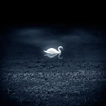 Ref : C573 - Leica M8 - Summicron 35mm asph - Mai 2010<p class='text'>Cygne sur le Doubs, Suisse<p align='right'><a href='achat2012fr.php?ref=C573'>[ Commander un tirage</a><img src='images/cart.png' align='absmiddle'><a href='achat2012eng.php?ref=C573'>Order a print ]</a>