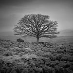 Ref : n600 - Nikon D800 - Nikkor 35mm 1.8G - 7 Mars 2013 - 12:21 - <a href='http://maps.google.co.uk/maps?q=Carnforth+LA6+2PL&hl=fr&ll=54.211373,-2.693877&spn=0.002701,0.008256&sll=53.800651,-4.064941&sspn=11.186592,33.815918&oq=LA6+2PL&hnear=Carnforth+LA6+2PL,+Royaume-Uni&t=h&z=18' target='_blank'>GoogleMaps</a><p class='text'>Walk in Cumbria, north UK<p align='right'><a href='achat2012fr.php?ref=N600'>[ Commander un tirage</a><img src='images/cart.png' align='absmiddle'><a href='achat2012eng.php?ref=N600'>Order a print ]</a>