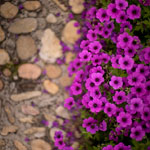 Ref : C777 - Sony α7 RII - Voigtander Nokton 50mm - 1.1 - juin 2018 <p class='text'>Massif floral. La Bastide du Roy, Villamblard, France.<div Style='position: absolute; top: 8px; right: 0px;'><a href='seemap+.php?ex=c776&adr=45.019663, 0.538350'><img src='thumbs/pin.png' align='absmiddle'/></a></div><p align='right'><a href='achat2012fr_new.php?ref=c777'>[ Commander un tirage</a><img src='images/cart.png' align='absmiddle'><a href='achat2012eng_new.php?ref=c777'>Order a print ]</a>