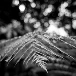 Ref : N639 - Leica M8 - Summicron 35mm - 8 août 2014<div Style='position: absolute; top: 8px; right: 0px;'><a href='seemap+.php?ex=n639&adr=Doi Inthanon, Thailand'><img src='thumbs/pin.png' align='absmiddle'/></a>  <a href='exif_more+.php?ex=n639&adr=Doi Inthanon, Thailand'><img src='thumbs/cam.png' align='absmiddle'/></a></div><p class='text'>Caresses de Fougères. Doi Inthanon, Nord de la Thaïlande.<p align='right'><a href='achat2012fr_colibris.php?ref=n639'>[ Commander un tirage<span>Les bénefices de cette photo seront reversés à l'association Colibris.</span></a><img src='images/cart.png' align='absmiddle'><a href='achat2012eng_new.php?ref=n639'>Order a print ]</a><div align='right' Style='position: relative; top: -80px; right: 0px;'><a href='http://www.colibris-lemouvement.org' target='_blank'><img src='thumbs/colibris_100.png'></a></div>