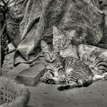 Ref : N641 - Leica M8 - Summicron 35mm (HDR) - 12 août 2014<div Style='position: absolute; top: 8px; right: 0px;'><a href='seemap+.php?ex=n641&adr=Koh Lipe, Thailand'><img src='thumbs/pin.png' align='absmiddle'/></a></div><p class='text'>Famille, île de Koh Lipe, Thaïlande.<p align='right'><a href='achat2012fr_new.php?ref=n641'>[ Commander un tirage</a><img src='images/cart.png' align='absmiddle'><a href='achat2012eng_new.php?ref=n641'>Order a print ]</a>