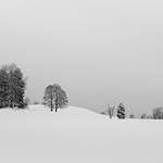 Ref : N650 - Sony α7 - Nokton 50mm 1.1 - 30 Décembre 2014<div Style='position: absolute; top: 8px; right: 0px;'><a href='seemap+.php?ex=n650&adr=47.039167, 6.734068'><img src='thumbs/pin.png' align='absmiddle'/></a></div><p class='text'>Manteau blanc. Suisse.<p align='right'><a href='achat2012fr_new.php?ref=n650'>[ Commander un tirage</a><img src='images/cart.png' align='absmiddle'><a href='achat2012eng_new.php?ref=n650'>Order a print ]</a>