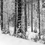 Ref : N702 - Sony α7 RII- Voigtander Nokton 50mm - 1.1 - 2 janvier 2018 <p class='text'>Verticales (Suisse)<div Style='position: absolute; top: 8px; right: 0px;'><a href='seemap+.php?ex=n702&adr=47.126718, 6.808889'><img src='thumbs/pin.png' align='absmiddle'/></a></div><p align='right'><a href='achat2012fr_new.php?ref=n702'>[ Commander un tirage</a><img src='images/cart.png' align='absmiddle'><a href='achat2012eng_new.php?ref=n702'>Order a print ]</a>